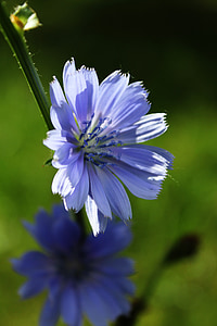 trūkažolės (cikorijos), gėlė, violetinė gėlė, graži gėlė, vasaros, žydėti