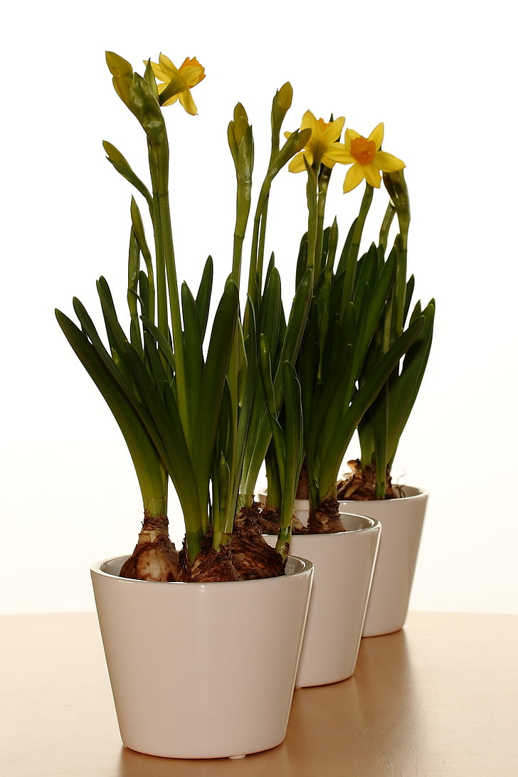 váza, húsvéti liliomok, tavaszi, Pan, virágok, Narcis