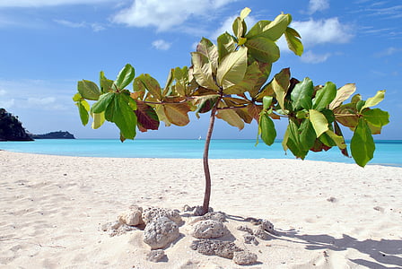 Antigua, Karaiby, Stojak, morze, wakacje, Natura, Plaża