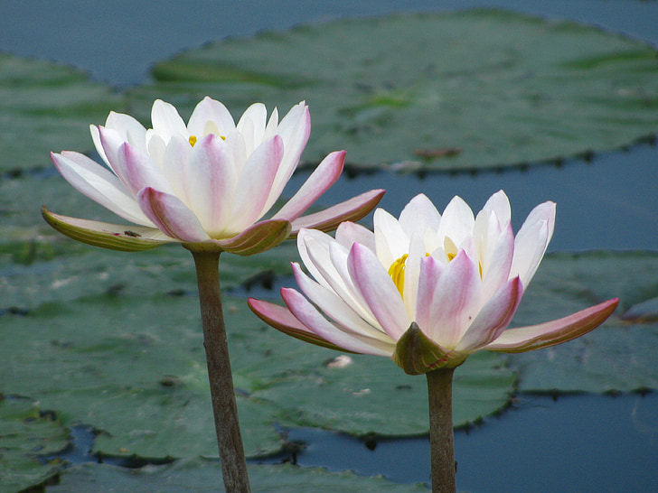 water lily, flowers, blossoms, water, lilies, white, pink