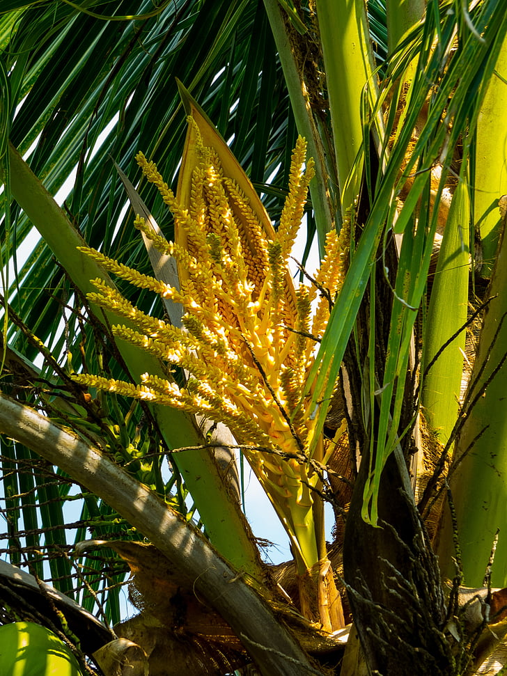 flor de Palma, arbre de coco, Palma, natura, fulla, arbre, planta