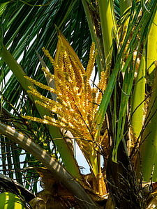 flor de palma, árvore de coco, Palm, natureza, folha, árvore, planta