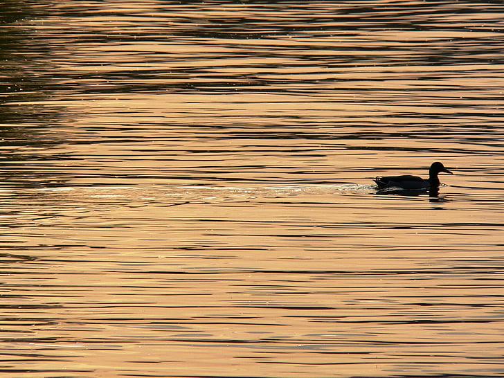 negro, cuerpo, agua, durante el día, pato, Danubio, puesta de sol