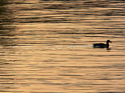 negro, cuerpo, agua, durante el día, pato, Danubio, puesta de sol