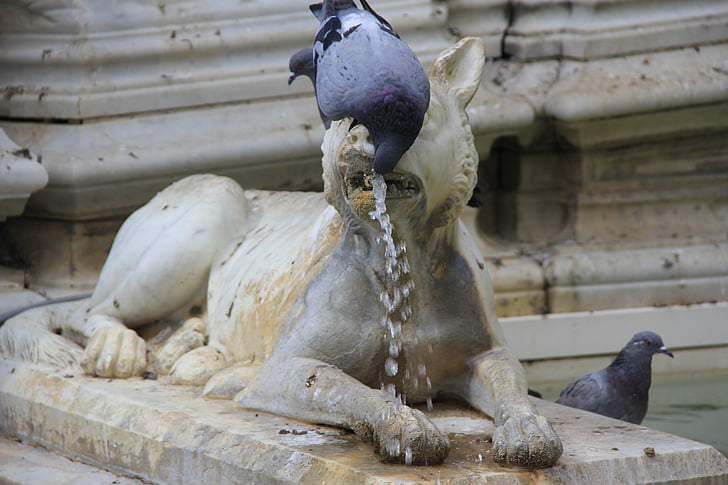 pigeon, water, thursty