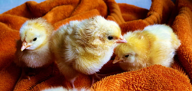 chicks, animal, fluffy, poultry, young animals, creature, fluff