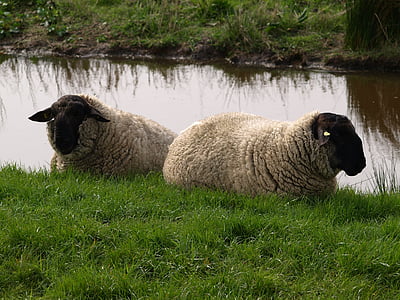 moutons, digue, laine, reste