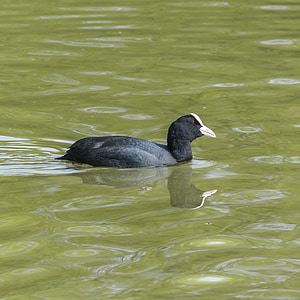 bald coot, coot, american coot, swimming, black, white headed, water