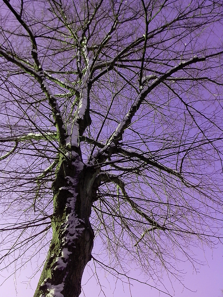 cabang, alam, latar belakang, pohon, Birch, cabang, langit