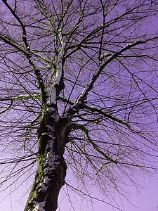 grenar, naturen, bakgrund, träd, Björk, gren, Sky