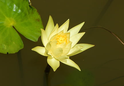 water lily, yellow, flower, aquatic, water, pond, nature