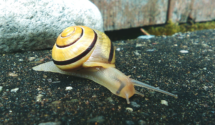 animal, close-up, gastropod, mollusk, shell, snail, slimy