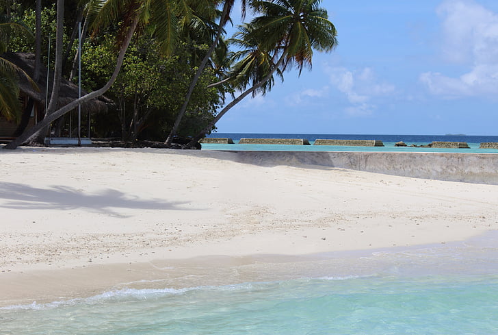 Maldīvija, jūra, pludmale, palmas, brīvdiena, vasaras, pludmali jūras