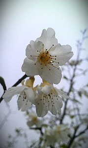 the peach blossom, peach blossom, flower, plant