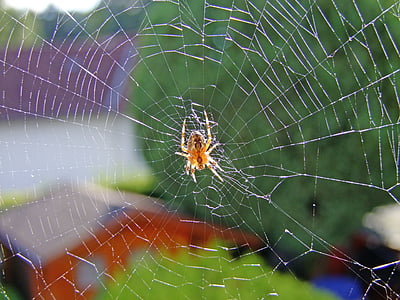 araignée, réseau, animal, nature, réseau de l’araignée