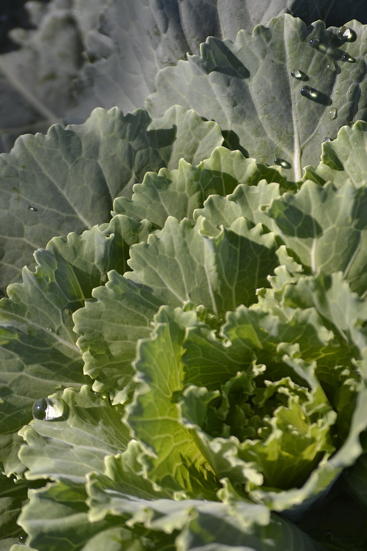 cabbage, produce, green