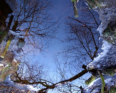 dīķis, atspoguļojot, ziemas, ūdens, koki