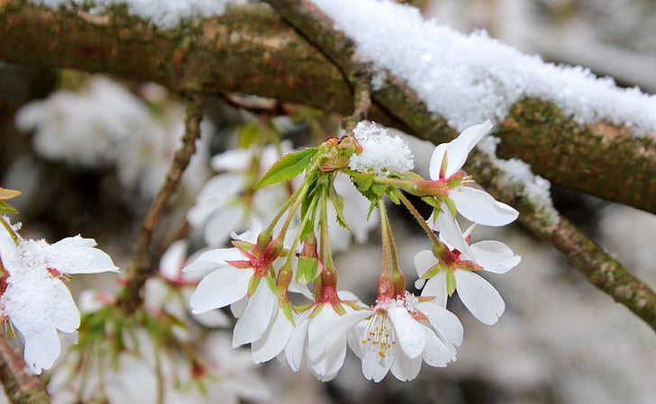 flor de cerezo, cerezos japoneses, flor, floración, primavera, rama, nieve