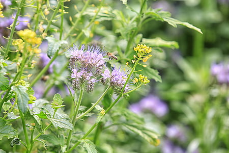 Anlage, Fang-Ernte, Insekten, Biene, Pollen, Blume, Natur