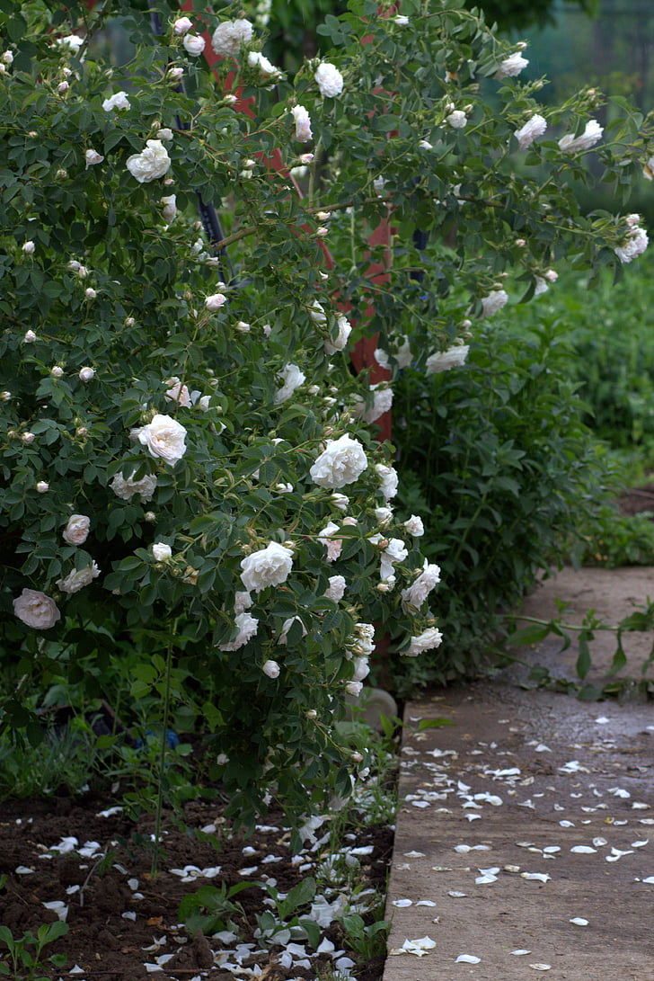 Rosa, blanc, arbust, pètals, missatge