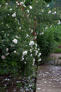 ruže, biela, Bush, lístkov, hlásenie