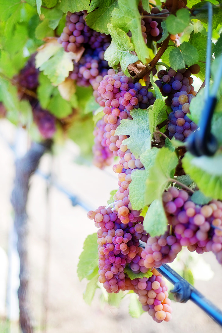 vinsko grozdje, vijolična grozdje, grozdje, vinske trte, vinograd, vinske trte, grozdni gruče