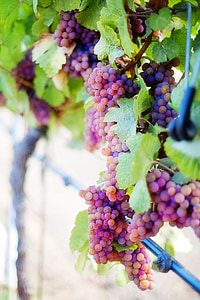 wine grapes, purple grapes, grapes, vine, vineyard, grapevine, grape cluster
