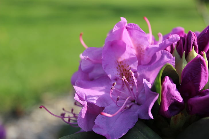 květ, růžová, Flora, fialová