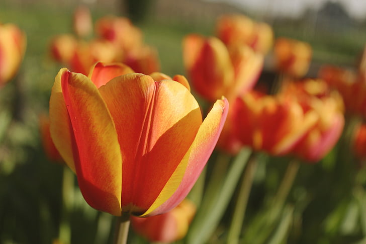 tulipány, Zavřít, zelená, oranžová, červená, žlutá, květ