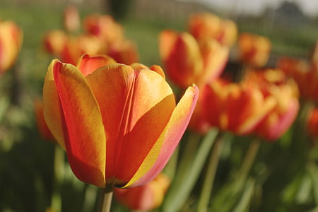 tulipány, Zavřít, zelená, oranžová, červená, žlutá, květ