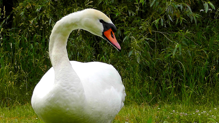 Swan, fuglen, natur, vakker, elegante, fjær, Posering