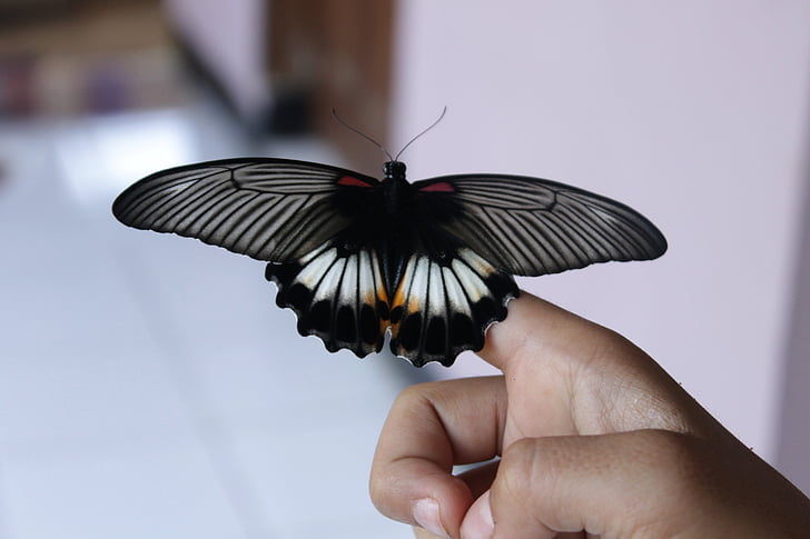 fluture n., alb-negru, insectă, fluture - insecte, animale aripa, animale, natura