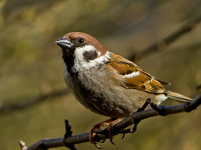 sparrow, sperling, bird, sitting, branch, garden, songbird