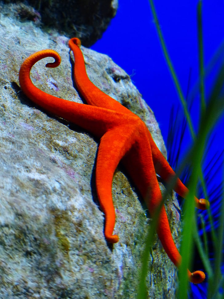 starfish, red, red starfish, leiaster speciosus, splendor starfish, meeresbewohner, sea animal