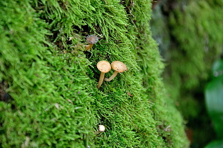 mushrooms, tree, forest, autumn, park, nature, green