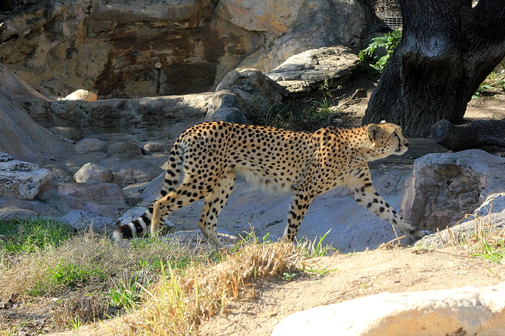guepardo, africano, depredador, caminando, gato grande, rápido, salvaje