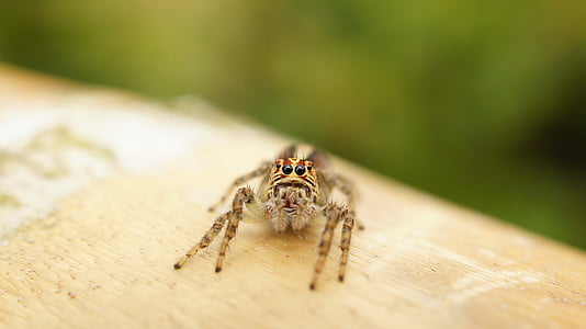 Colombia, i, billeder, edderkop, dyr, insekt, arachnid