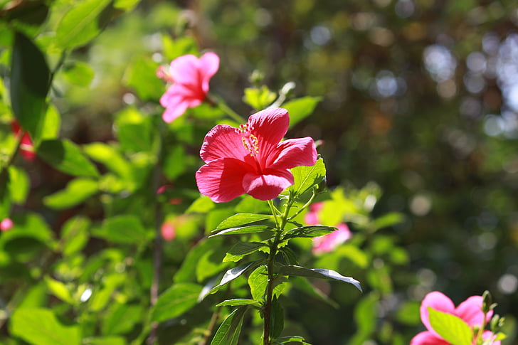 Hoa, Hibiscus, tự nhiên