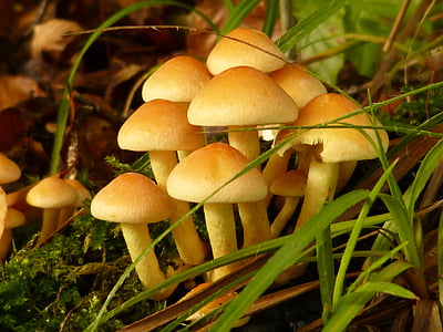 jamur, hutan, beracun, jamur, alam, musim, musim gugur