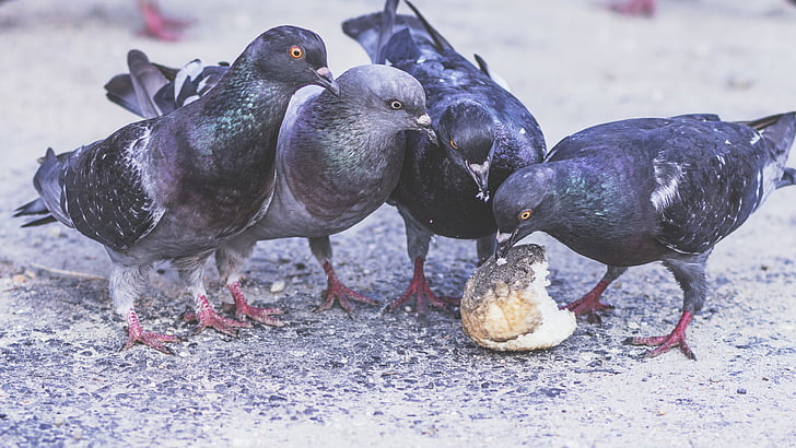 quatre, gris, pigeons, manger, pain, oiseaux, pains