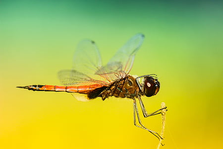marrom, Libélula, voando, amarelo, plano de fundo, insetos, asas