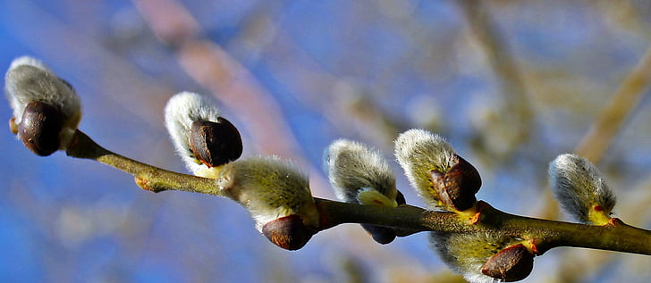 nature, blue stone lake, pussy willow, branch, tree, springtime, plant