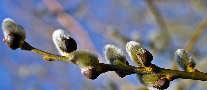 nature, blue stone lake, pussy willow, branch, tree, springtime, plant