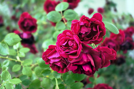 красный, розы, Буш, Цветы, растения, Цветочные, Природа