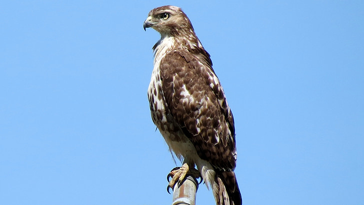 Falco rosso con spalla, Arroccato, uccello, fauna selvatica, natura, Raptor, Ritratto