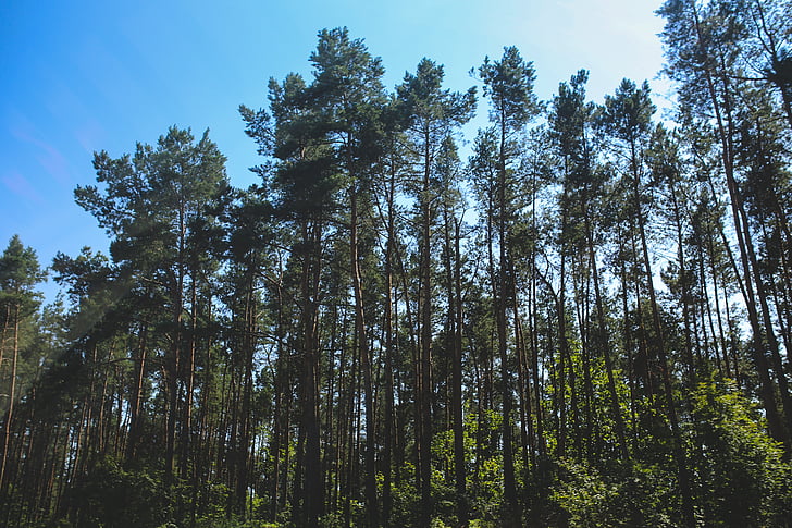 forest, woods, pine, tree, trees, nature, outdoors