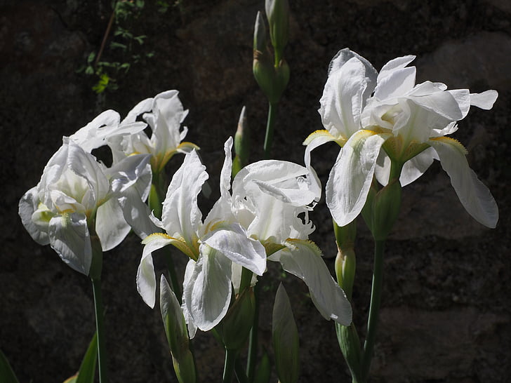 Iris, Lilie, Blume, Blüte, Bloom, weiß, schwertliliengewaechs