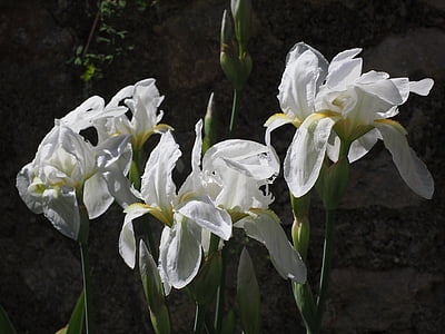 iris, lily, flower, blossom, bloom, white, schwertliliengewaechs