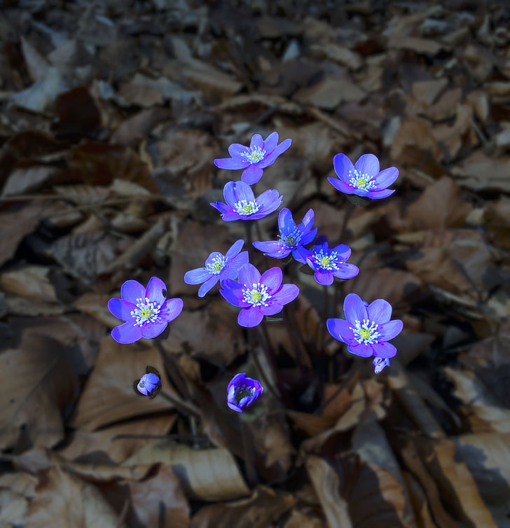 Hepatica, blå, blade, blomst, leveren blomst