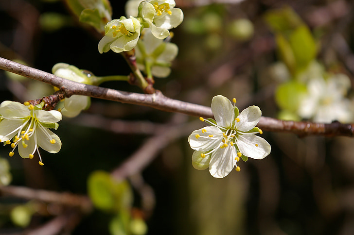 forår, Plum tree, blomster, blomme blomstre, gren, blomstring kvist, Blossom